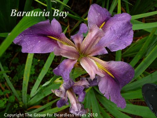 Barataria Bay (0)